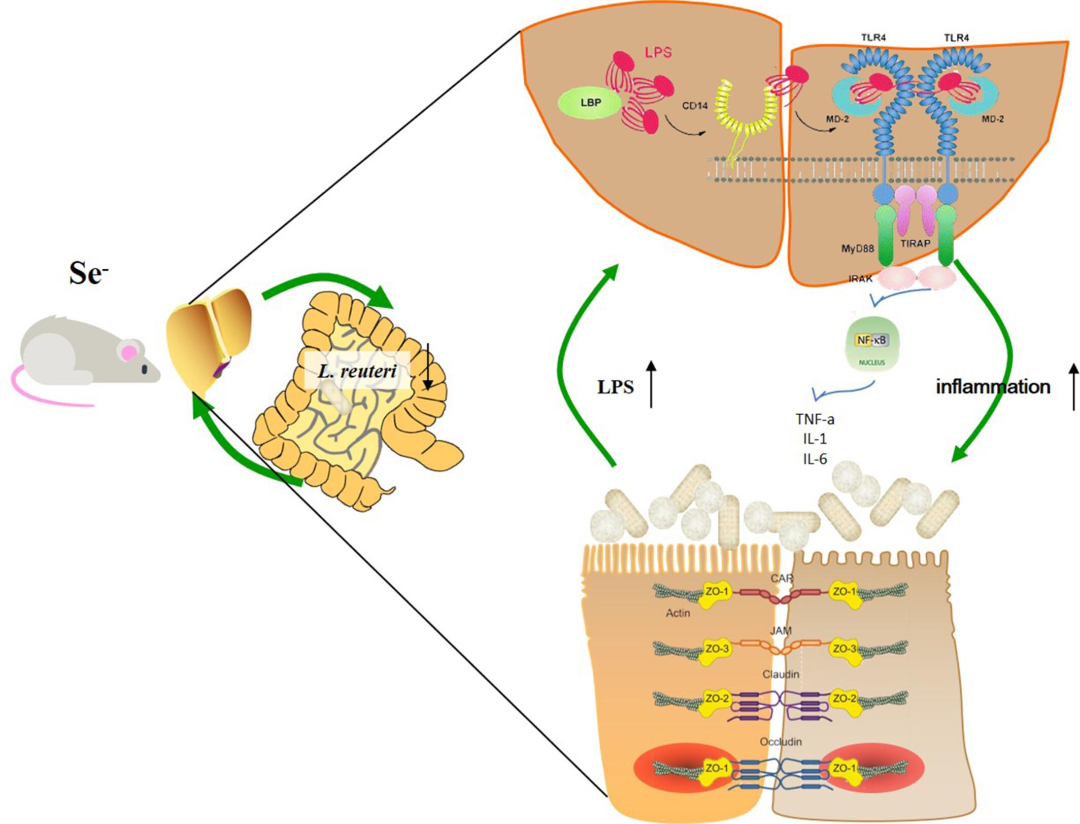 Gut microbiota contribution to selenium deficiency-induced gut–liver inflammation