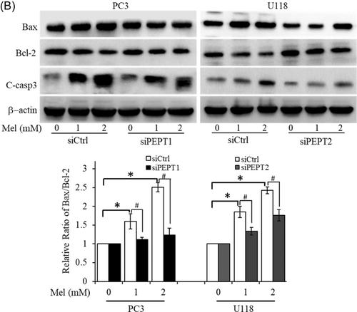 Correction to human transporters, PEPT1/2, facilitate melatonin transportation into mitochondria of cancer cells: An implication of the therapeutic potential