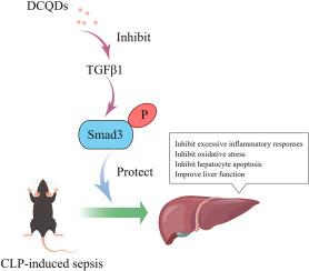 Dachengqi decoction ameliorates sepsis-induced liver injury by inhibiting the TGF-β1/Smad3 pathways