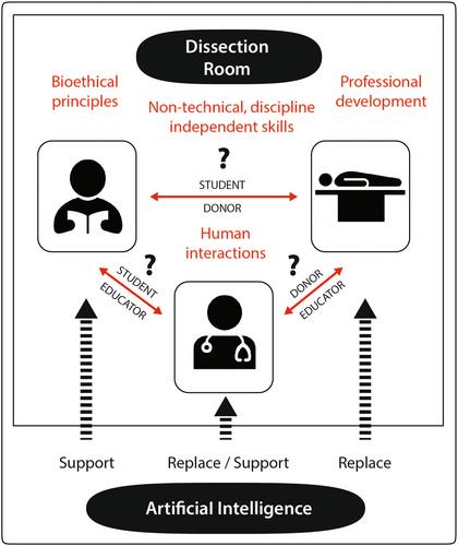 Ethical concerns surrounding artificial intelligence in anatomy education: Should AI human body simulations replace donors in the dissection room?