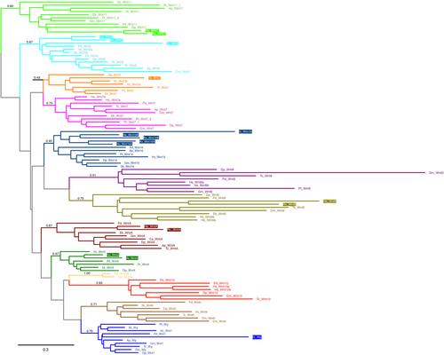 Developmental and genomic insight into the origin of the tardigrade body plan