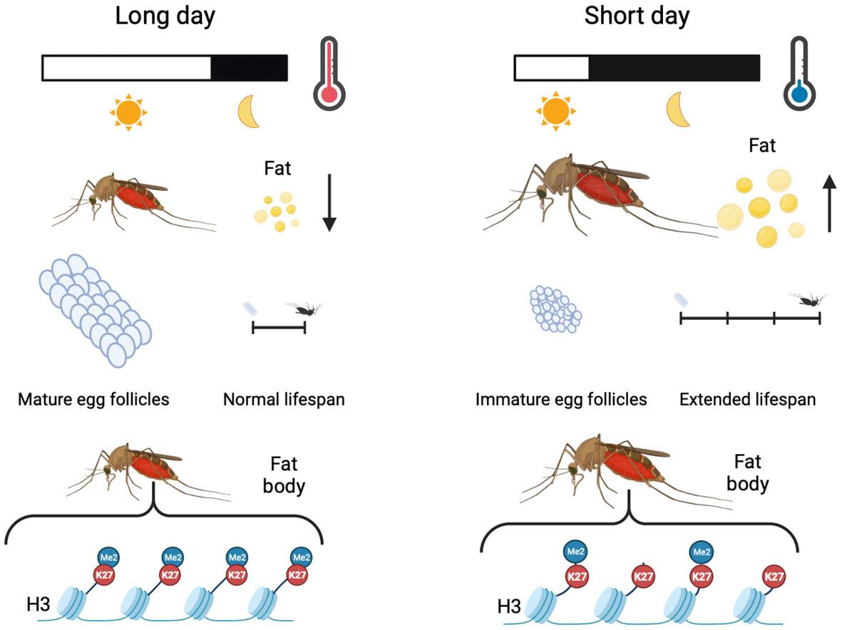 The diapausing mosquito Culex pipiens exhibits reduced levels of H3K27me2 in the fat body