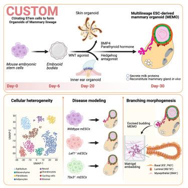 Spatiotemporal modulation of growth factors directs the generation of multilineage mouse embryonic stem cell-derived mammary organoids