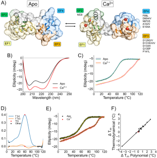 Impact of calmodulin missense variants associated with congenital arrhythmia on the thermal stability and the degree of unfolding.