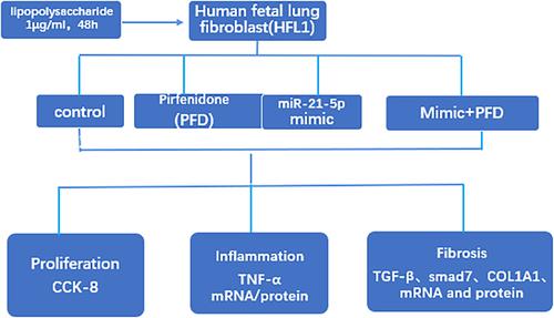 Down-regulation of miR-21-5p by pirfenidone to inhibit fibroblast proliferation in the treatment of acquired tracheal stenosis