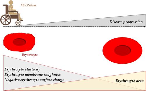 Erythrocytes' surface properties and stiffness predict survival and functional decline in ALS patients