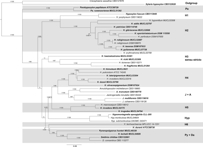 Unraveling intragenomic polymorphisms in the high-quality genome of Hypoxylaceae: a comprehensive study of the rDNA cistron