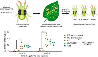 SYNCAS: Efficient CRISPR/Cas9 gene-editing in difficult to transform arthropods