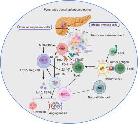 Breaking the stromal barrier in pancreatic cancer: Advances and challenges