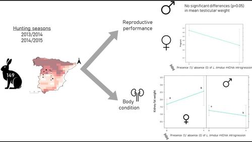 Eco-physiological arguments on the functional impact of Lepus timidus mitochondrial DNA introgression in Iberian hares (Lepus granatensis)