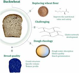 Dough rheology and internal structure of bread produced with wheat flour partially substituted by buckwheat flour: A step towards enhancing nutritional value