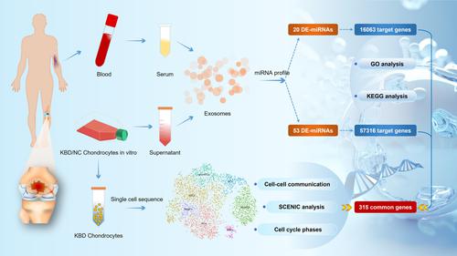 Integration of miRNA in exosomes and single-cell RNA-seq profiles in endemic osteoarthritis, Kashin–Beck disease