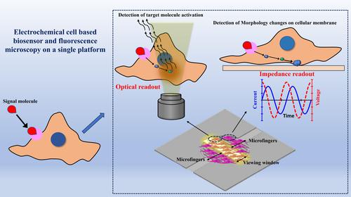 Electrochemical cellular biosensor combined with fluorescence microscopy: An investigation of subtle changes in response of cells to a drug