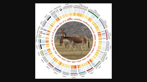 Chromosome-level genome assembly of the kiang (Equus kiang) illuminates genomic basis for its high-altitude adaptation.