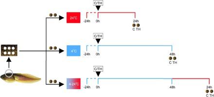 Defining components of early thyroid hormone signalling through temperature-mediated activation of molecular memory in cultured Rana [lithobates] catesbeiana tadpole back skin