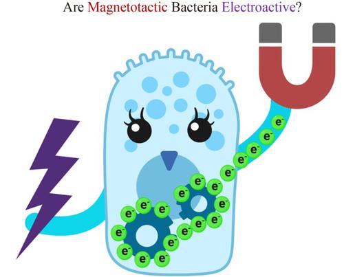 Electroactivity of the magnetotactic bacteria Magnetospirillum magneticum AMB-1 and Magnetospirillum gryphiswaldense MSR-1