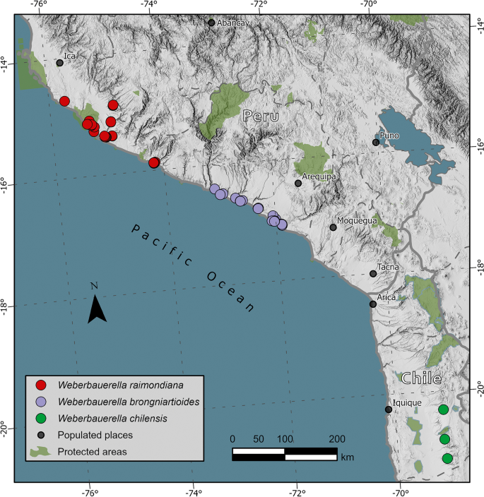 A taxonomic revision of the genus Weberbauerella Ulbr. (Leguminosae: Papilionoideae) in Peru and Chile