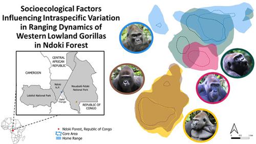 Socioecological factors influencing intraspecific variation in ranging dynamics of western lowland gorillas (Gorilla gorilla gorilla) in Ndoki Forest