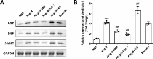 Knockdown of circSlc8a1 inhibited the ferroptosis in the angiotensin II treated H9c2 cells via miR-673-5p/TFRC axis