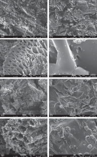 Hydrothermal Synthesis of High-Efficiency Carbon Sorbent Based on Renewable Resources