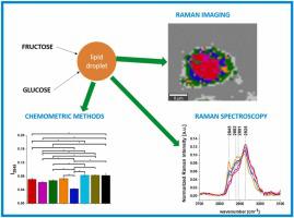 The role of glucose and fructose on lipid droplet metabolism in human normal bronchial and cancer lung cells by Raman spectroscopy