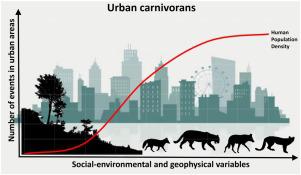 Human density, development, and roads are the main drivers of carnivore presence in urban areas