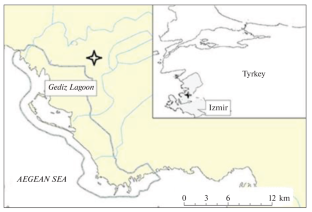 A Preliminary Study on the Morphometric Features of the European Eel, Anguilla anguilla (Anguillidae) in Gediz Lagoon (Izmir Bay, the Aegean Sea): Special Emphasis to Sexual Dimorphism