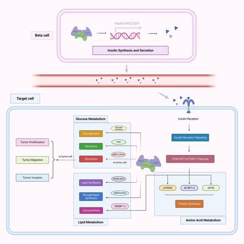 Protein kinase CK2: An emerging regulator of cellular metabolism