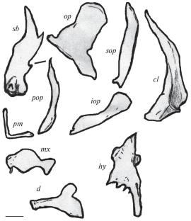 Craniological Features of Sabanejewia larvata (Cobitidae) and its Divergence from S. aurata and Other Congeneric Species