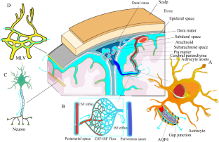 Enlarged Perivascular Space and Index for Diffusivity Along the Perivascular Space as Emerging Neuroimaging Biomarkers of Neurological Diseases