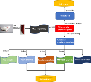 Identification of the Hub Genes Linked to Lead (IV)-Induced Spleen Toxicity Using the Rat Model.