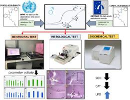 A study on the possible neurotoxic effects of CUMYL-4CN-BINACA in Sprague Dawley rats