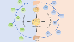 Ameliorative role of bioactive phytoconstituents targeting obesity associated NAFLD by modulation of inflammation and lipogenesis pathways: a comprehensive review