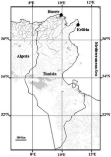 Morphological and Biometrical Characterization of Otoliths for Three Populations of the Genus Pagellus in the Western and Eastern in Mediterranean Sea (Tunisia)