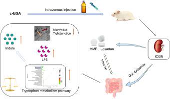 Dynamic gut microbiome-metabolome in c-BSA induced experimental immune-complex glomerulonephritis and effect of losartan and MMF on microbiota modulation