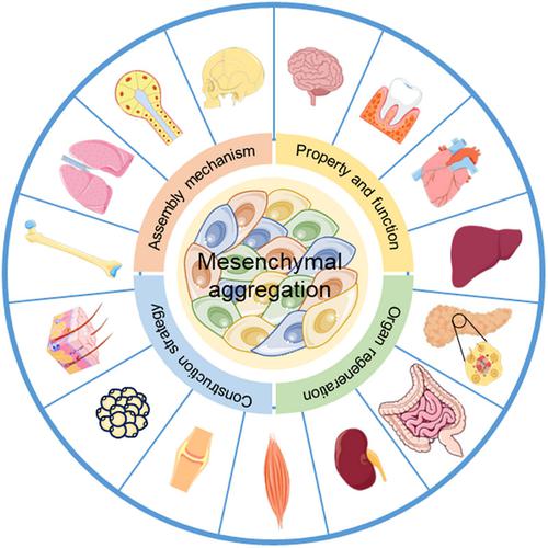 Harnessing mesenchymal aggregation for engineered organ-level regeneration: Recent progress and perspective