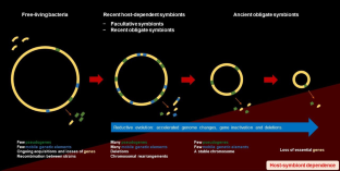 The genus Sodalis as a resource for understanding the multifaceted evolution of bacterial symbiosis in insects