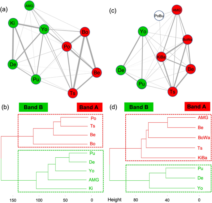 The multilevel society of proboscis monkeys with a possible patrilineal basis