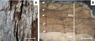 Bark-based biorefineries: anatomical and chemical characterization of the bark of endemic Quercus vulcanica of Turkey