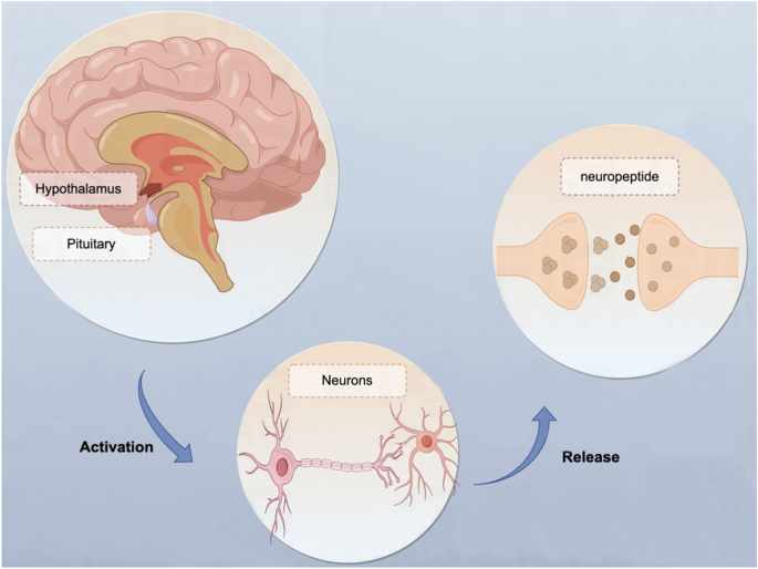 Alterations of serum neuropeptide levels and their relationship to cognitive impairment and psychopathology in male patients with chronic schizophrenia