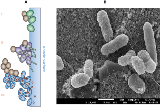 Recent progress in the characterization and application of exo-electrogenic microorganisms