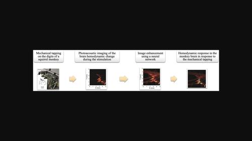 Photoacoustic imaging of squirrel monkey cortical responses induced by peripheral mechanical stimulation