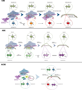 CRISPR/Cas9-mediated base editors and their prospects for mitochondrial genome engineering