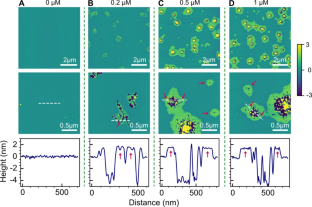 Probing the interactions of the HIV-1 matrix protein-derived polybasic region with lipid bilayers: insights from AFM imaging and force spectroscopy