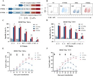 SMAD7 expression in CAR-T cells improves persistence and safety for solid tumors