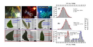 Newly-found ferns in an artificially illuminated deep karst cave have the most negative known carbon isotope values