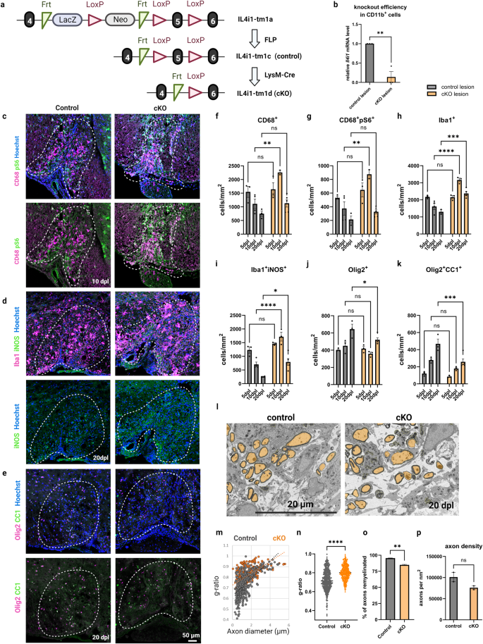 Myeloid cell-associated aromatic amino acid metabolism facilitates CNS myelin regeneration.