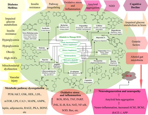 Bitter yet beneficial: The dual role of dietary alkaloids in managing diabetes and enhancing cognitive function