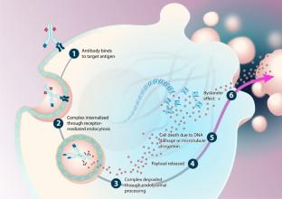 Antibody-Drug Conjugates in Gynecologic Cancers.