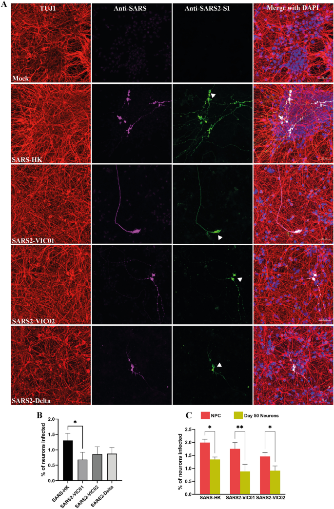 SARS-CoV and SARS-CoV-2 display limited neuronal infection and lack the ability to transmit within synaptically connected axons in stem cell-derived human neurons.